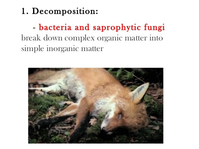 Animal Waste Decay By The Action Of Bacteria Which Create – GIHOU