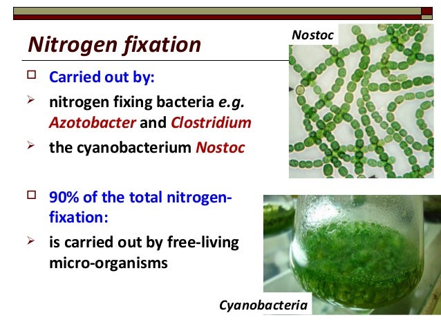 Nitrogen fixation is carried out primarily by