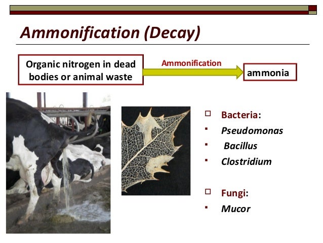 Nitrogen fixation is the conversion of picture