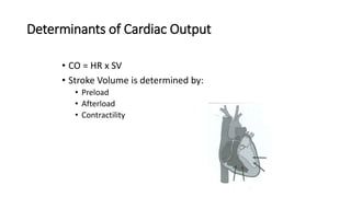 Determinants of Cardiac Output
• CO = HR x SV
• Stroke Volume is determined by:
• Preload
• Afterload
• Contractility
 