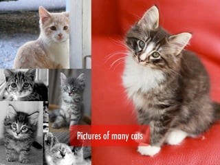 Pictures of many cats
 