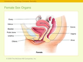 Female Sex Organs Introductory Psychology Concepts: Sexuality Female Ovary Uterus Bladder Pubic bone Urethra Clitoris Anus Vagina Cervix 