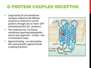G PROTEIN COUPLED RECEPTOR
• Large family of cell membrane
receptors linked to the effector
enzymes or channel or carrier
proteins through one or more GTP
activated proteins (G- proteins).
• The molecule has 7 α-helical
membrane spanning hydrophobic
amino acid segments – 3 extra and
3 intracellular loops.
• Agonist binding - on extracellular
face and cytosolic segment binds
coupling G-protein
 