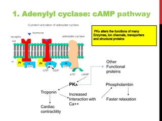 1. Adenylyl cyclase: cAMP pathway
PKA Phospholambin
Increased
Interaction with
Ca++
Faster relaxation
Troponin
Cardiac
contractility
Other
Functional
proteins
 