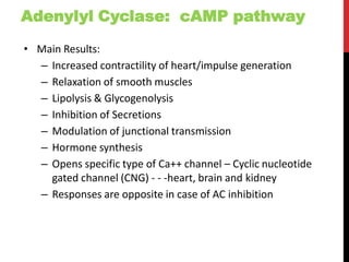Adenylyl Cyclase: cAMP pathway
• Main Results:
– Increased contractility of heart/impulse generation
– Relaxation of smooth muscles
– Lipolysis & Glycogenolysis
– Inhibition of Secretions
– Modulation of junctional transmission
– Hormone synthesis
– Opens specific type of Ca++ channel – Cyclic nucleotide
gated channel (CNG) - - -heart, brain and kidney
– Responses are opposite in case of AC inhibition
 