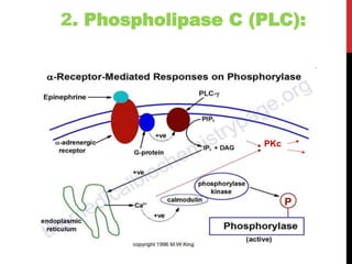2. Phospholipase C (PLC):
PKc
 