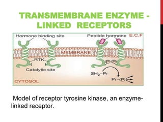 TRANSMEMBRANE ENZYME -
LINKED RECEPTORS
Model of receptor tyrosine kinase, an enzyme-
linked receptor.
 
