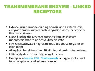 • Extracellular hormone-binding domain and a cytoplasmic
enzyme domain (mainly protein tyrosine kinase or serine or
threonine kinase)
Upon binding the receptor converts from its inactive
monomeric state to an active dimeric state
t-Pr-K gets activated – tyrosine residues phosphorylates on
each other
Also phosphorylates other SH2-Pr domain substrate proteins
Ultimately downstream signaling function
Examples – Insulin, EGF, Trastuzumab, antagonist of a such
type receptor – used in breast cancer
•
•
•
•
•
TRANSMEMBRANE ENZYME - LINKED
RECEPTORS
 