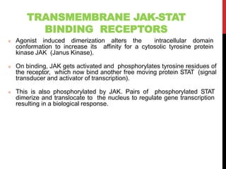 TRANSMEMBRANE JAK-STAT
BINDING RECEPTORS
 Agonist induced dimerization alters the intracellular domain
conformation to increase its affinity for a cytosolic tyrosine protein
kinase JAK (Janus Kinase).
 On binding, JAK gets activated and phosphorylates tyrosine residues of
the receptor, which now bind another free moving protein STAT (signal
transducer and activator of transcription).
 This is also phosphorylated by JAK. Pairs of phosphorylated STAT
dimerize and translocate to the nucleus to regulate gene transcription
resulting in a biological response.
 
