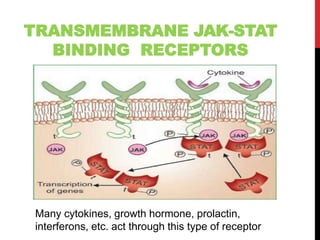 TRANSMEMBRANE JAK-STAT
BINDING RECEPTORS
Many cytokines, growth hormone, prolactin,
interferons, etc. act through this type of receptor
 