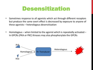 Desensitization
• Sometimes response to all agonists which act through different receptors
but produce the same overt effect is decreased by exposure to anyone of
these agonists – heterologous desensitization
• Homologous – when limited to the agonist which is repeatedly activated –
In GPCRs (PKA or PKC) Kinases may also phosphorylate the GPCRs
R+ TransducerHomologous
Ach
Hist
Heterologous
 