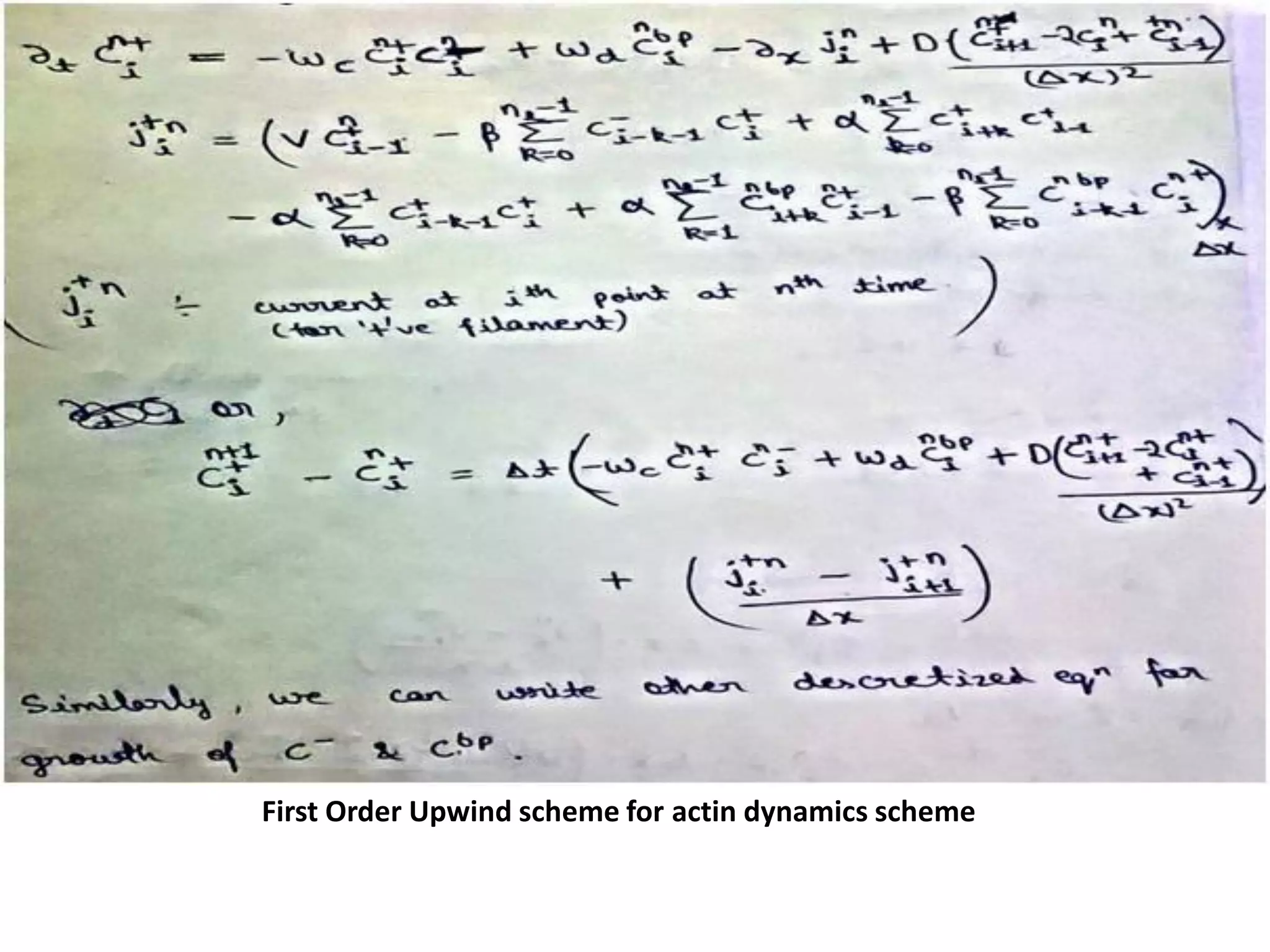 First Order Upwind scheme for actin dynamics scheme
 