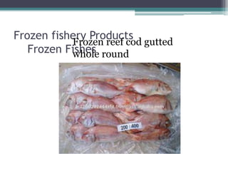 Frozen fishery Products
Frozen Fishes
Frozen reef cod gutted
whole round
 