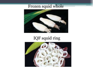 Frozen squid whole
IQF squid ring
 