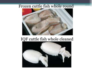 Frozen cuttle fish whole round
IQF cuttle fish whole cleaned
 