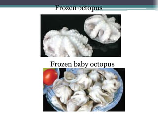 Frozen octopus
Frozen baby octopus
 