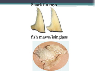 Shark fin rays
fish maws/isinglass
 