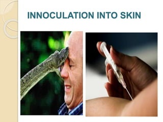 Skin Innoculation Infection Dynamics of disease transmission | PPTX