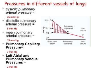 Dynamics of pulmonary circulation. pulmonary edema | PPT