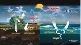 searching for microbial contribution to micritization... Dynamics of Marine Microbes explores changes in marine microbial ...