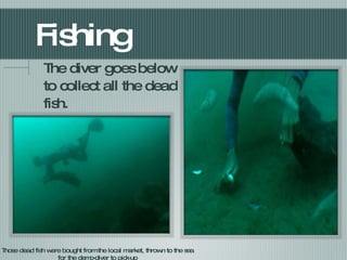 Fishing The diver goes below to collect all the dead fish. Those dead fish were bought from the local market, thrown to the sea for the demo-diver to pick-up 