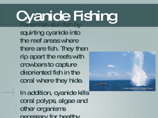 Cyanide Fishing Fishermen stun fish by squirting cyanide into the reef areas where there are fish. They then rip apart the reefs with crowbars to capture disoriented fish in the coral where they hide.  In addition, cyanide kills coral polyps, algae and other organisms necessary for healthy reefs. 
