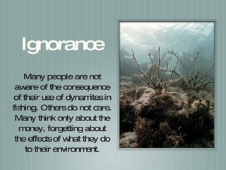 Ignorance Many people are not aware of the consequence of their use of dynamites in fishing. Others do not care. Many think only about the money, forgetting about the effects of what they do to their environment. 