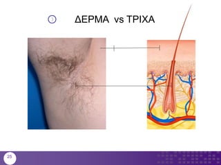 25
ΔΕΡΜΑ vs ΤΡΙΧΑ
 