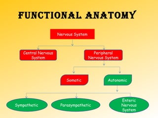 FUNCTIONAL ANATOMY
Nervous System
Central Nervous
System
Peripheral
Nervous System
Somatic Autonomic
Sympathetic Parasympathetic
Enteric
Nervous
System
 