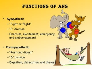 fUNCTIONS Of ANS
• Sympathetic
– “Fight or flight”
– “E” division
– Exercise, excitement, emergency,
and embarrassment
• Parasympathetic
– “Rest and digest”
– “D” division
– Digestion, defecation, and diuresis
 