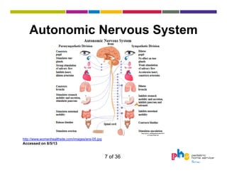 Autonomic Nervous System

http://www.womenhealthsite.com/images/ans-05.jpg

Accessed on 8/5/13

7 of 36

 