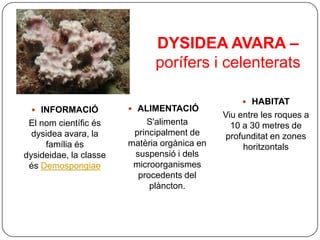 DYSIDEA AVARA –
                              porífers i celenterats

                                                   HABITAT
  INFORMACIÓ            ALIMENTACIÓ
                                              Viu entre les roques a
 El nom científic és        S'alimenta          10 a 30 metres de
  dysidea avara, la      principalment de     profunditat en zones
     família és         matèria orgànica en        horitzontals
dysideidae, la classe    suspensió i dels
 és Demospongiae         microorganismes
                          procedents del
                             plàncton.
 