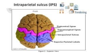 Intraparietal sulcus (IPS)
 