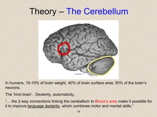 Cerebellum and Cognitive-sensory motor skill in developmental Dyslexia ...