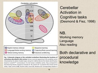 Cerebellum and Cognitive-sensory motor skill in developmental Dyslexia ...