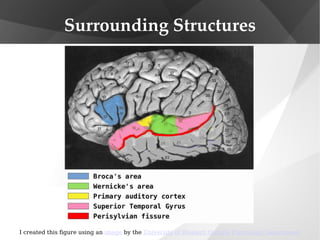 Surrounding Structures I created this figure using an  image  by the  University of Western Ontario Psychology Department 