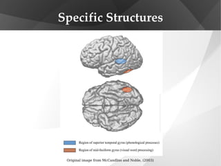 Specific Structures Original image from McCandliss and Noble, (2003) 
