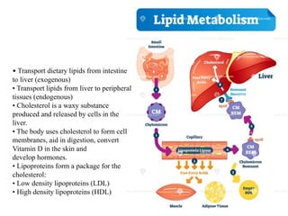 • Transport dietary lipids from intestine
to liver (exogenous)
• Transport lipids from liver to peripheral
tissues (endogenous)
• Cholesterol is a waxy substance
produced and released by cells in the
liver.
• The body uses cholesterol to form cell
membranes, aid in digestion, convert
Vitamin D in the skin and
develop hormones.
• Lipoproteins form a package for the
cholesterol:
• Low density lipoproteins (LDL)
• High density lipoproteins (HDL)
 