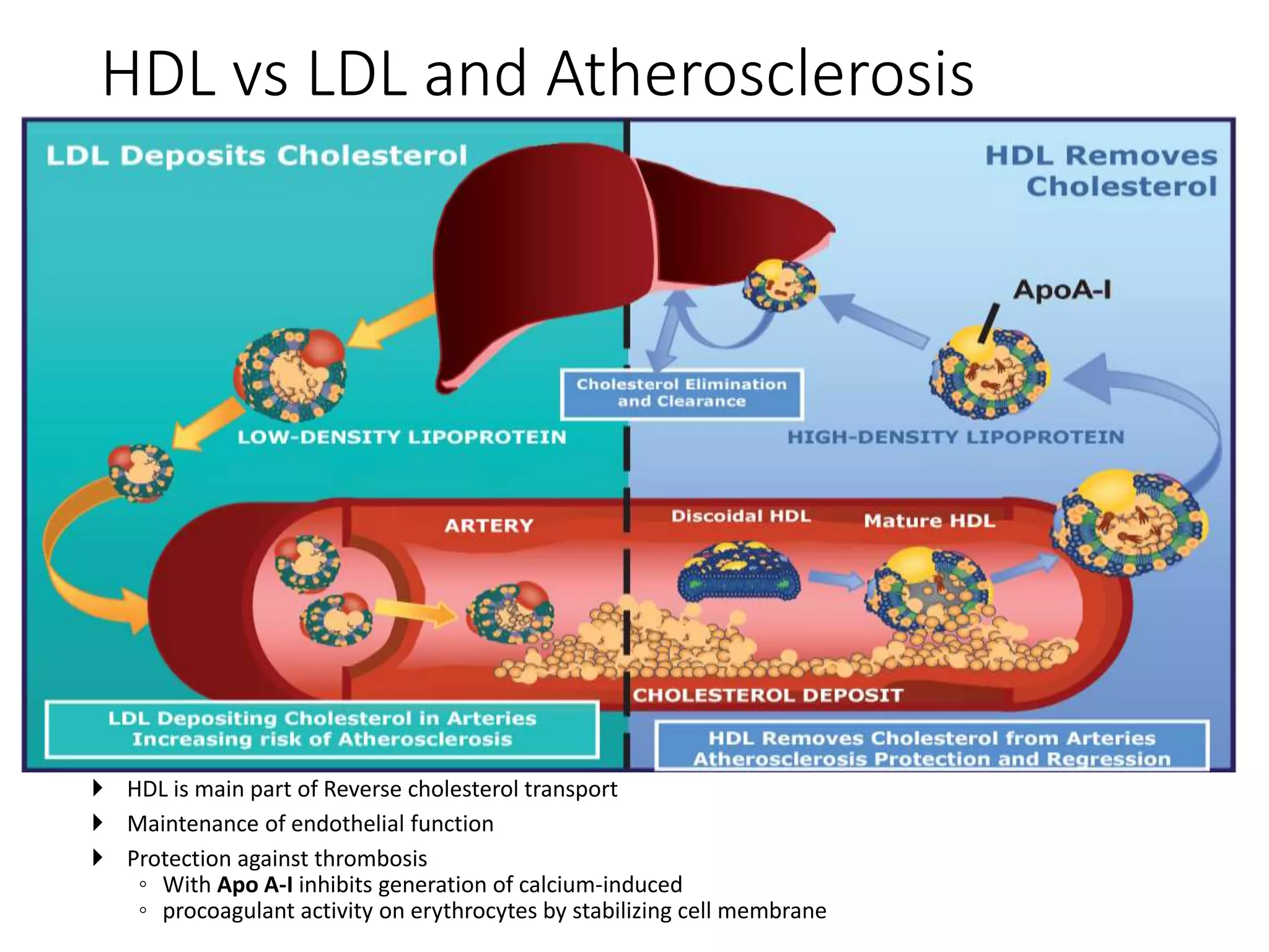 HDL vs LDL and Atherosclerosis
 HDL is main part of Reverse cholesterol transport
 Maintenance of endothelial function
 Protection against thrombosis
◦ With Apo A-I inhibits generation of calcium-induced
◦ procoagulant activity on erythrocytes by stabilizing cell membrane
 
