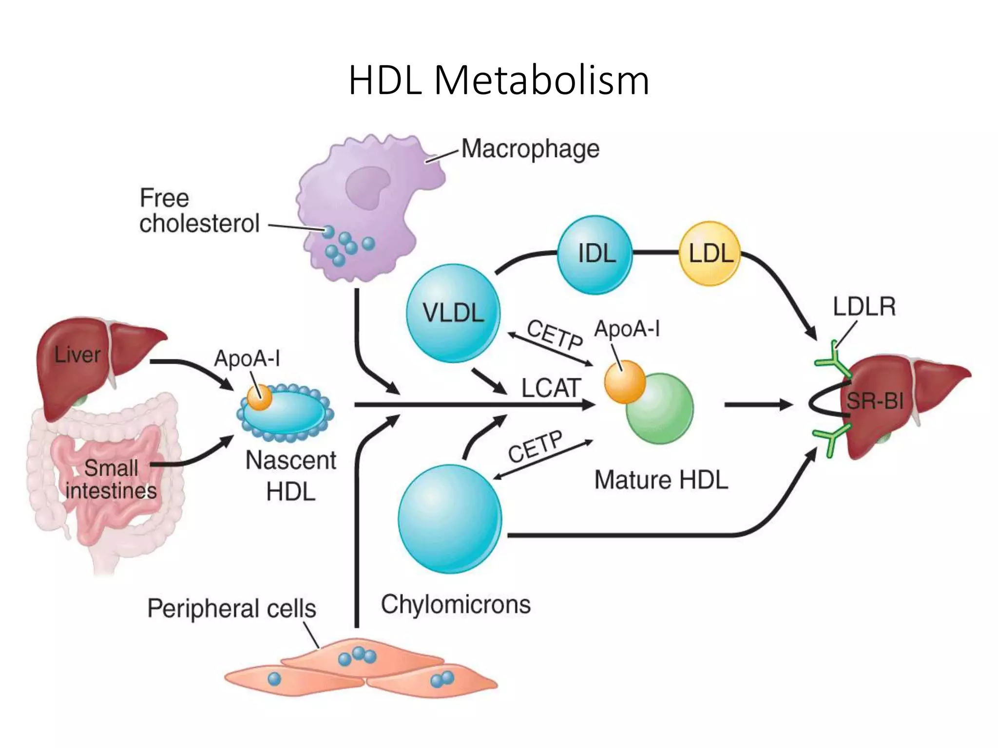 HDL Metabolism
 