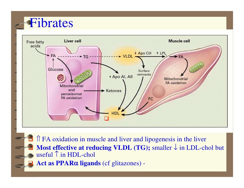Dyslipidemia Mode]