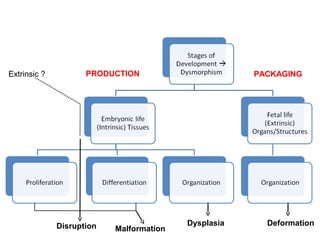 DeformationDysplasia
PACKAGINGPRODUCTION
Disruption Malformation
Extrinsic ?
 