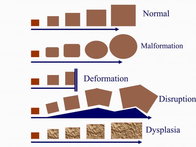 Dysmorphology Student upload Dr.Khaled.ppt