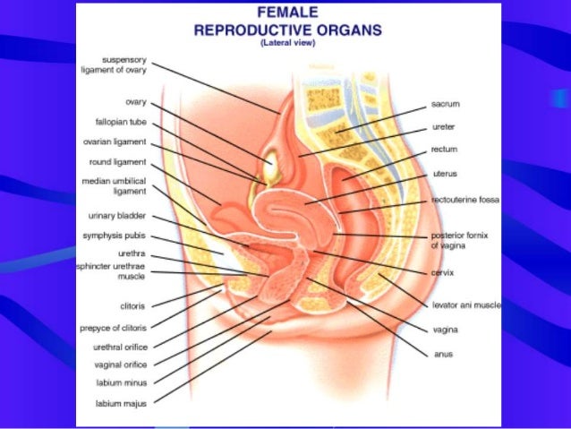 Dyspareunia - Anderson Consulting skene glands diagram 