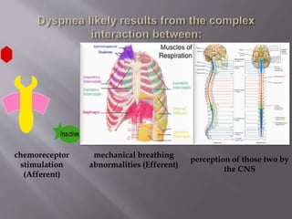 chemoreceptor
stimulation
(Afferent)
mechanical breathing
abnormalities (Efferent)
perception of those two by
the CNS
 