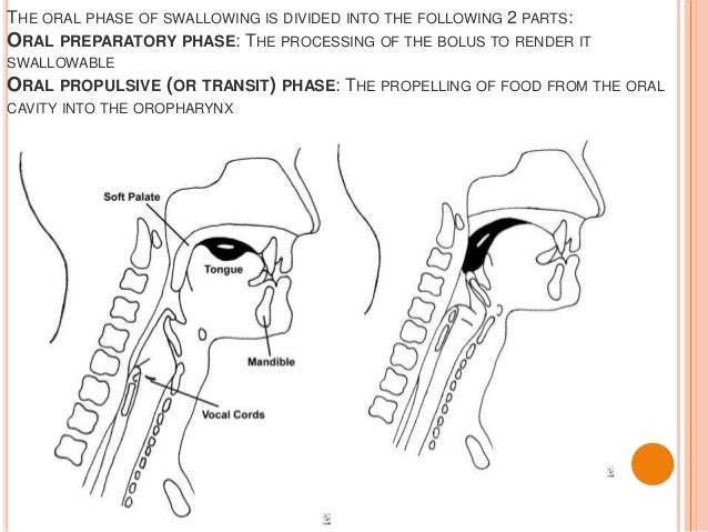 Phases Of Swallowing – Anatomy Of Swallowing – VJCSMP