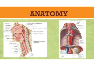 ANATOMY
 