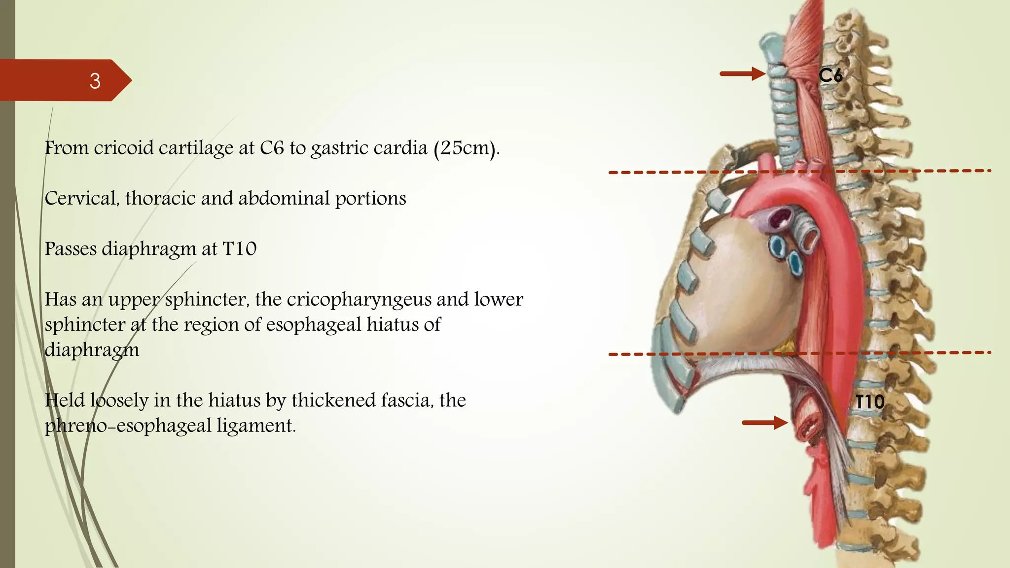 Dysphagia and esophagus | PDF