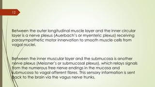 Between the outer longitudinal muscle layer and the inner circular
layer is a nerve plexus (Auerbach’s or myenteric plexus) receiving
parasympathetic motor innervation to smooth muscle cells from
vagal nuclei.
Between the inner muscular layer and the submucosa is another
nerve plexus (Meissner’s or submucosal plexus), which relays signals
from the numerous free nerve endings in the mucosa and
submucosa to vagal afferent fibres. This sensory information is sent
back to the brain via the vagus nerve trunks.
12
 
