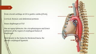 From cricoid cartilage at C6 to gastric cardia (25cm).
Cervical, thoracic and abdominal portions
Passes diaphragm at T10
Has an upper sphincter, the cricopharyngeus and lower
sphincter at the region of esophageal hiatus of
diaphragm
Held loosely in the hiatus by thickened fascia, the
phreno-esophageal ligament.
3 C6
T10
 